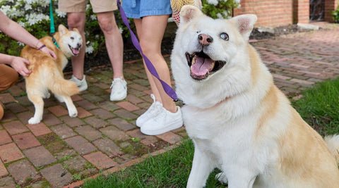 Partially blind dog looking up from leash