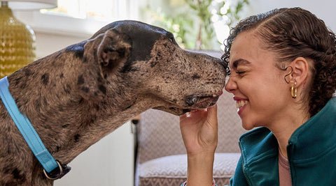 Woman and large dog lovingly touching noses